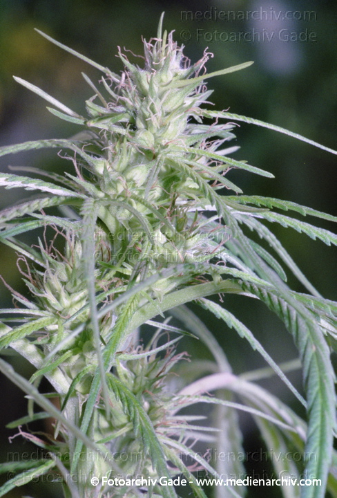 Hanf (Cannabis)
September.  1991. Berlin. Hanf (Cannabis sativa). Hanfgewächse.
Schlüsselwörter: 1991;Berlin;Cannabis;Droge;Flora;Hanf;Haschisch;Joint;Kiffen;Natur;Pflanzen;plants;Rauschmittel