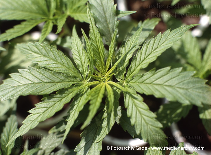 Hanf (Cannabis)
30.  4. 1992.  Berlin. Hanf (Cannabis sativa). Hanfgewächse. Junge Pflanzen
Schlüsselwörter: 1992;Berlin;Cannabis;Droge;Flora;Hanf;Haschisch;Homegrown;Joint;Kiffen;Natur;Pflanzen;plants;Rauschmittel