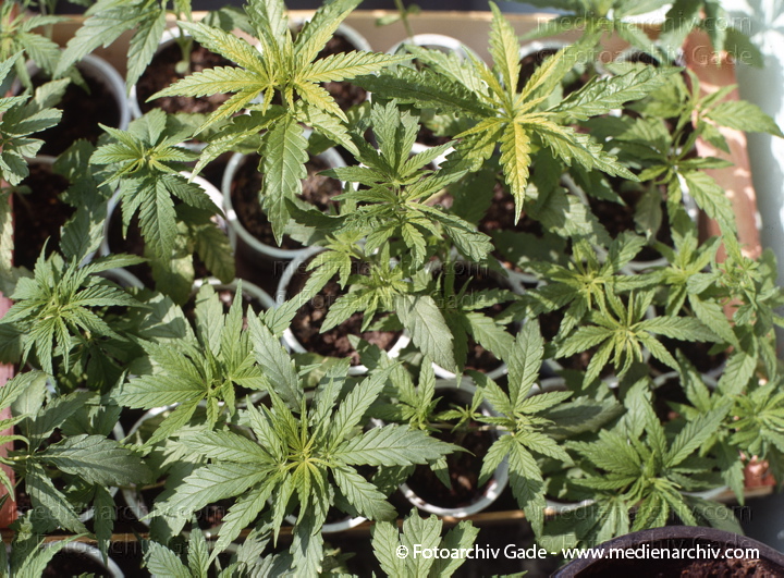 Hanf (Cannabis)
30.  4. 1992.  Berlin. Hanf (Cannabis sativa). Hanfgewächse. Junge Pflanzen
Schlüsselwörter: 1992;Berlin;Cannabis;Droge;Flora;Hanf;Haschisch;Homegrown;Joint;Kiffen;Natur;Pflanzen;plants;Rauschmittel