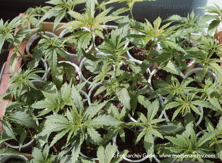 Hanf (Cannabis)
30.  4. 1992.  Berlin. Hanf (Cannabis sativa). Hanfgewächse. Junge Pflanzen
Schlüsselwörter: 1992;Berlin;Cannabis;Droge;Flora;Hanf;Haschisch;Homegrown;Joint;Kiffen;Natur;Pflanzen;plants;Rauschmittel