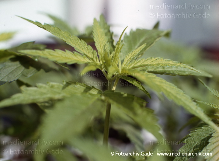 Hanf (Cannabis)
30.  4. 1992.  Berlin. Hanf (Cannabis sativa). Hanfgewächse. Junge Pflanzen
Schlüsselwörter: 1992;Berlin;Cannabis;Droge;Flora;Hanf;Haschisch;Homegrown;Joint;Kiffen;Natur;Pflanzen;plants;Rauschmittel