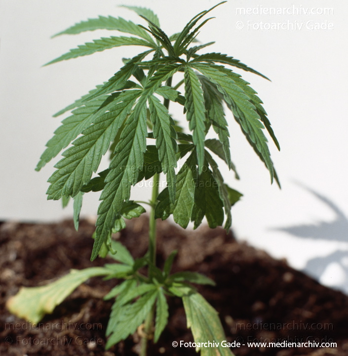 Hanf (Cannabis)
30.  4. 1992.  Berlin. Hanf (Cannabis sativa). Hanfgewächse. Junge Pflanzen
Schlüsselwörter: 1992;Berlin;Cannabis;Droge;Flora;Hanf;Haschisch;Homegrown;Joint;Kiffen;Natur;Pflanzen;plants;Rauschmittel