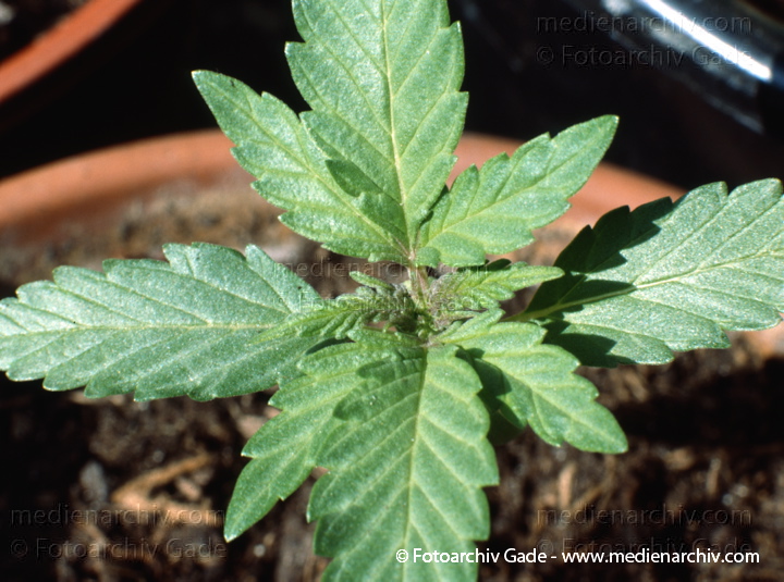 Hanf (Cannabis)
30.  4. 1992.  Berlin. Hanf (Cannabis sativa). Hanfgewächse. Junge Pflanzen
Schlüsselwörter: 1992;Berlin;Cannabis;Droge;Flora;Hanf;Haschisch;Homegrown;Joint;Kiffen;Natur;Pflanzen;plants;Rauschmittel