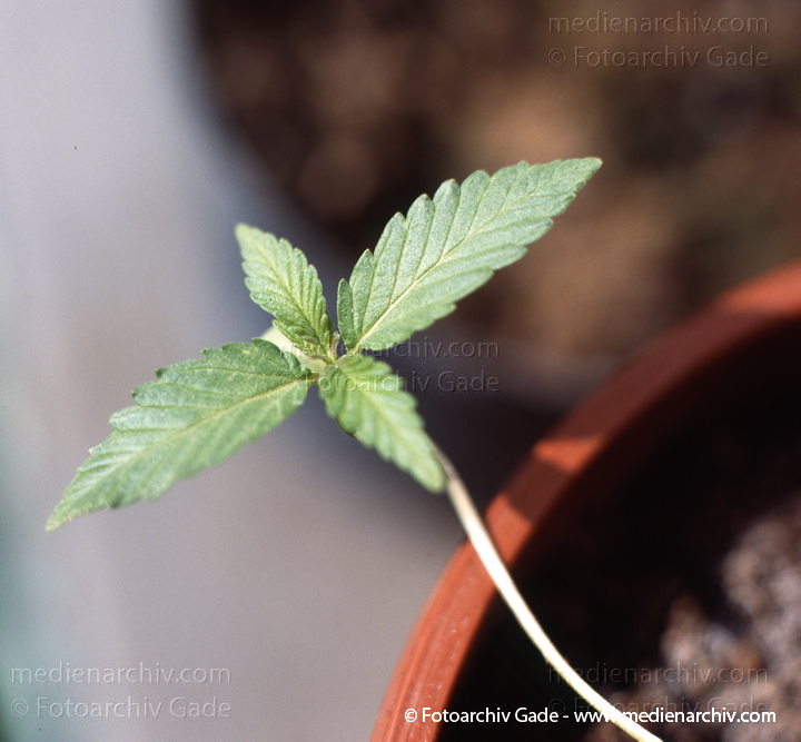 Hanf (Cannabis)
30.  4. 1992.  Berlin. Hanf (Cannabis sativa). Hanfgewächse. Junge Pflanzen
Schlüsselwörter: 1992;Berlin;Cannabis;Droge;Flora;Hanf;Haschisch;Homegrown;Joint;Kiffen;Natur;Pflanzen;plants;Rauschmittel