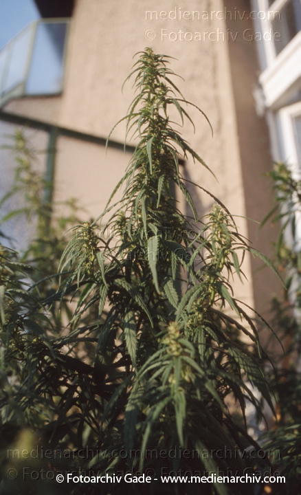Hanf (Cannabis)
August 1998.  Berlin. Hanf (Cannabis sativa). Hanfgewächse.  Pflanzen auf einem Balkon. Homegrown
Schlüsselwörter: 1991;Berlin;Cannabis;Droge;Flora;Hanf;Haschisch;Joint;Kiffen;Natur;Pflanzen;plants;Rauschmittel