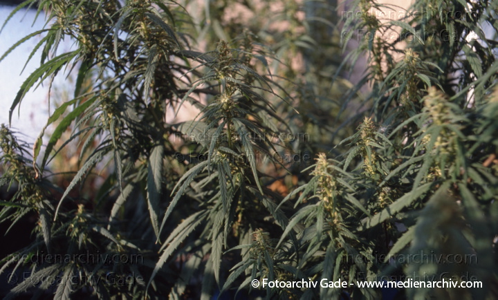 Hanf (Cannabis)
August 1998.  Berlin. Hanf (Cannabis sativa). Hanfgewächse.  Pflanzen auf einem Balkon. Homegrown
Schlüsselwörter: 1991;Berlin;Cannabis;Droge;Flora;Hanf;Haschisch;Joint;Kiffen;Natur;Pflanzen;plants;Rauschmittel