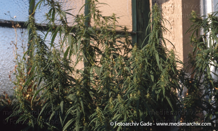 Hanf (Cannabis)
August 1998.  Berlin. Hanf (Cannabis sativa). Hanfgewächse.  Pflanzen auf einem Balkon. Homegrown
Schlüsselwörter: 1991;Berlin;Cannabis;Droge;Flora;Hanf;Haschisch;Joint;Kiffen;Natur;Pflanzen;plants;Rauschmittel