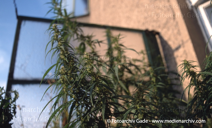 Hanf (Cannabis)
August 1998.  Berlin. Hanf (Cannabis sativa). Hanfgewächse.  Pflanzen auf einem Balkon. Homegrown
Schlüsselwörter: 1991;Berlin;Cannabis;Droge;Flora;Hanf;Haschisch;Joint;Kiffen;Natur;Pflanzen;plants;Rauschmittel