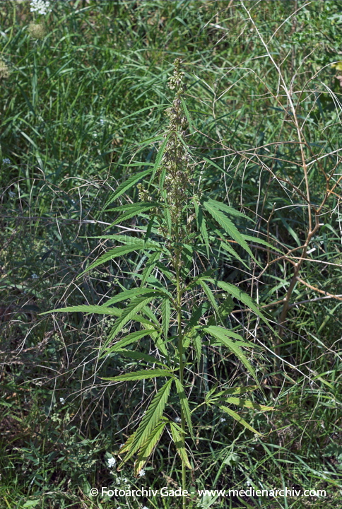 Hanf (Cannabis)
5.  8. 2007. Berlin. Flora. Pflanzen. Bodengewächse. Hanf (Cannabis sativa).   Brennnesselgewächse (Urticaceae).
Schlüsselwörter: 2007;Berlin;Cannabis;Droge;Flora;Hanf;kiffen;Natur;Pflanzen;plants;Rauschmittel