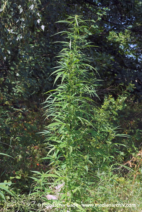 Hanf (Cannabis)
5.  8. 2007. Berlin. Flora. Pflanzen. Bodengewächse. Hanf (Cannabis sativa).   Brennnesselgewächse (Urticaceae).
Schlüsselwörter: 2007;Berlin;Cannabis;Droge;Flora;Hanf;kiffen;Natur;Pflanzen;plants;Rauschmittel