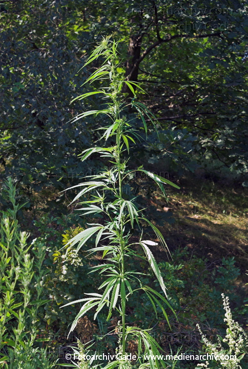 Hanf (Cannabis)
5.  8. 2007. Berlin. Flora. Pflanzen. Bodengewächse. Hanf (Cannabis sativa).   Brennnesselgewächse (Urticaceae).
Schlüsselwörter: 2007;Berlin;Cannabis;Droge;Flora;Hanf;kiffen;Natur;Pflanzen;plants;Rauschmittel