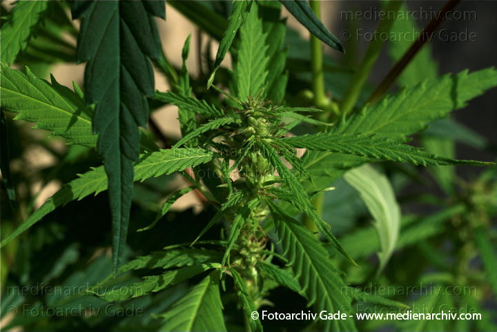 Hanf (Cannabis)
20.  8. 2010.  Berlin. Flora. Pflanzen. Bodengewächse. Hanf (Cannabis sativa).   Brennnesselgewächse (Urticaceae). Faser- und Ölpflanze.
Schlüsselwörter: 2010;Berlin;Cannabis;Droge;Drogen;Flora;Hanf;Haschisch;homegrown;Kiffen;Kiffer;Natur;Pflanzen;plants;Rauschmittel;THC