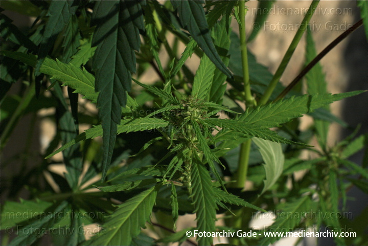 Hanf (Cannabis)
20.  8. 2010.  Berlin. Flora. Pflanzen. Bodengewächse. Hanf (Cannabis sativa).   Brennnesselgewächse (Urticaceae). Faser- und Ölpflanze.
Schlüsselwörter: 2010;Berlin;Cannabis;Droge;Drogen;Flora;Hanf;Haschisch;homegrown;Kiffen;Kiffer;Natur;Pflanzen;plants;Rauschmittel;THC