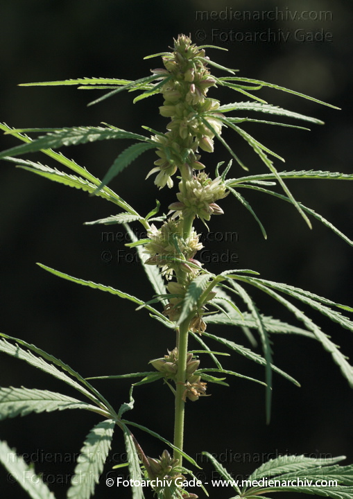 Hanf (Cannabis)
20.  8. 2010.  Berlin. Flora. Pflanzen. Bodengewächse. Hanf (Cannabis sativa).   Brennnesselgewächse (Urticaceae). Faser- und Ölpflanze.
Schlüsselwörter: 2010;Berlin;Cannabis;Droge;Drogen;Flora;Hanf;Haschisch;homegrown;Kiffen;Kiffer;Natur;Pflanzen;plants;Rauschmittel;THC