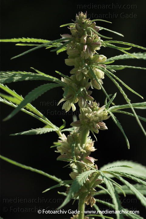 Hanf (Cannabis)
20.  8. 2010.  Berlin. Flora. Pflanzen. Bodengewächse. Hanf (Cannabis sativa).   Brennnesselgewächse (Urticaceae). Faser- und Ölpflanze.
Schlüsselwörter: 2010;Berlin;Cannabis;Droge;Drogen;Flora;Hanf;Haschisch;homegrown;Kiffen;Kiffer;Natur;Pflanzen;plants;Rauschmittel;THC