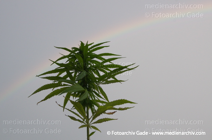Hanf (Cannabis)
2012.  Berlin. Hanf. Cannabispflanze vor einem Regenbogen. Flora. Pflanzen. Ruschmittel. Droge. Homegrown
Schlüsselwörter: 2012;Berlin;Cannabis;Cannabis sativa;Droge;Flora;Hanf;kiffen;Natur;Pflanzen;plants;Rauschmittel;Regenbogen