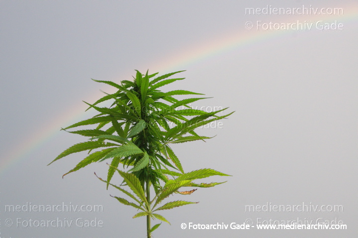 Hanf (Cannabis)
2012.  Berlin. Hanf. Cannabispflanze vor einem Regenbogen. Flora. Pflanzen. Ruschmittel. Droge. Homegrown
Schlüsselwörter: 2012;Berlin;Cannabis;Cannabis sativa;Droge;Flora;Hanf;kiffen;Natur;Pflanzen;plants;Rauschmittel;Regenbogen