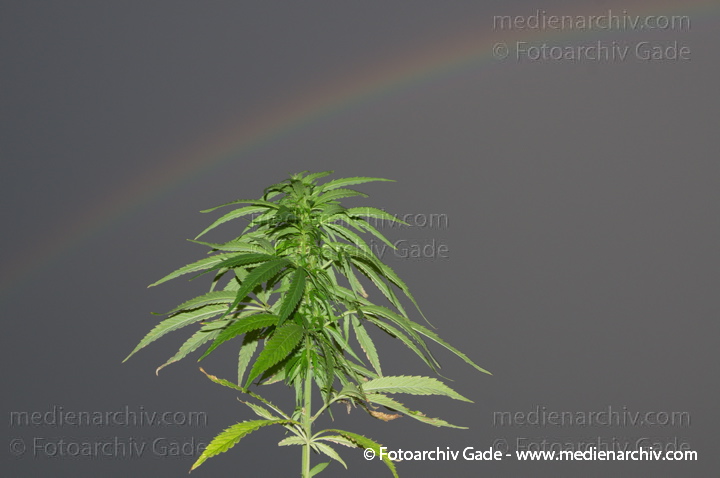Hanf (Cannabis)
2012.  Berlin. Hanf. Cannabispflanze vor einem Regenbogen. Flora. Pflanzen. Ruschmittel. Droge. Homegrown
Schlüsselwörter: 2012;Berlin;Cannabis;Cannabis sativa;Droge;Flora;Hanf;kiffen;Natur;Pflanzen;plants;Rauschmittel;Regenbogen