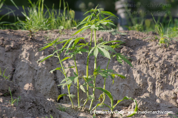 Pflanzen. Cannabis. Hanf
7. 5. 2014. Berlin. Flora. Pflanzen an der Böschung des Nordufers. Cannabis. Hanf. Kannabis
Schlüsselwörter: 2014;Berlin;Cannabis;Flora;Germany;Hanf;Kannabis;Nordufer;Pflanze;Wedding