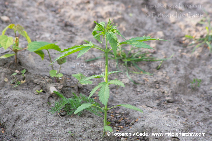 Pflanzen. Cannabis. Hanf
7. 5. 2014. Berlin. Flora. Pflanzen an der Böschung des Nordufers. Cannabis. Hanf. Kannabis
Schlüsselwörter: 2014;Berlin;Cannabis;Flora;Germany;Hanf;Kannabis;Nordufer;Pflanze;Wedding