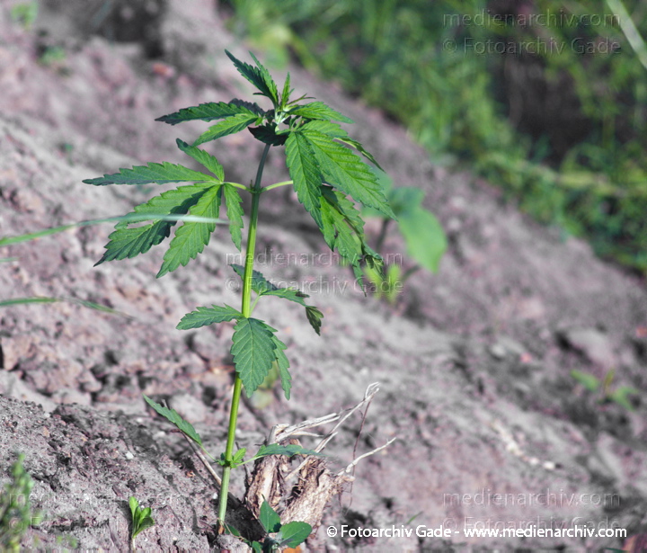 Pflanzen. Cannabis. Hanf
7. 5. 2014. Berlin. Flora. Pflanzen an der Böschung des Nordufers. Cannabis. Hanf. Kannabis
Schlüsselwörter: 2014;Berlin;Cannabis;Flora;Germany;Hanf;Kannabis;Nordufer;Pflanze;Wedding