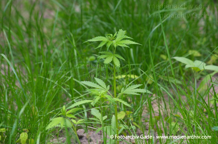 Pflanzen. Cannabis. Hanf
7. 5. 2014. Berlin. Flora. Pflanzen an der Böschung des Nordufers. Cannabis. Hanf. Kannabis
Schlüsselwörter: 2014;Berlin;Cannabis;Flora;Germany;Hanf;Kannabis;Nordufer;Pflanze;Wedding