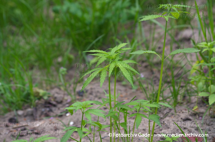 Pflanzen. Cannabis. Hanf
7. 5. 2014. Berlin. Flora. Pflanzen an der Böschung des Nordufers. Cannabis. Hanf. Kannabis
Schlüsselwörter: 2014;Berlin;Cannabis;Flora;Germany;Hanf;Kannabis;Nordufer;Pflanze;Wedding