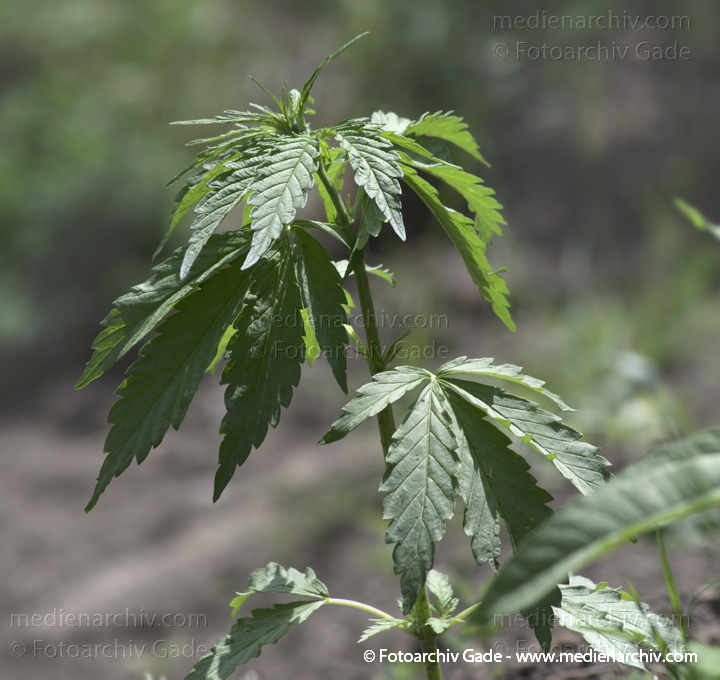 Hanf (Cannabis)
11. 5. 2014. Berlin. Flora. Pflanzen. Hanf (Cannabis) an der Böschung des Nordufers
Schlüsselwörter: 2014;Berlin;Cannabis;Flora;Germany;Hanf;Pflanzen