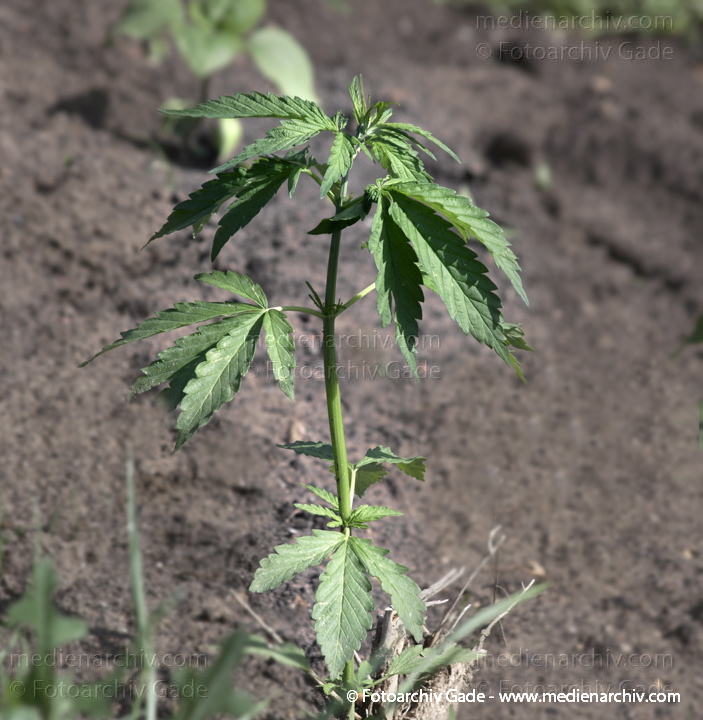 Hanf (Cannabis)
11. 5. 2014. Berlin. Flora. Pflanzen. Hanf (Cannabis) an der Böschung des Nordufers
Schlüsselwörter: 2014;Berlin;Cannabis;Flora;Germany;Hanf;Pflanzen