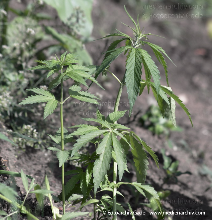 Hanf (Cannabis)
11. 5. 2014. Berlin. Flora. Pflanzen. Hanf (Cannabis) an der Böschung des Nordufers
Schlüsselwörter: 2014;Berlin;Cannabis;Flora;Germany;Hanf;Pflanzen