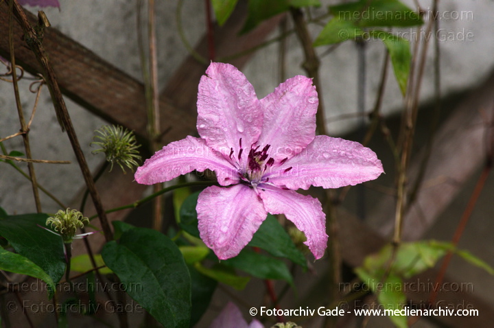 Waldreben. Clematis. auch Klematis. Blüte
4.  7. 2011. Mecklenburg-Vorpommern. Carwitz. Flora.  Pflanzen. Waldreben (Clematis), auch Klematis. Blüte
Schlüsselwörter: 2011;Blüte;Carwitz;Clematis;Flora;Klematis;Mecklenburg-Vorpommern;Natur;Pflanzen;plants;Waldreben