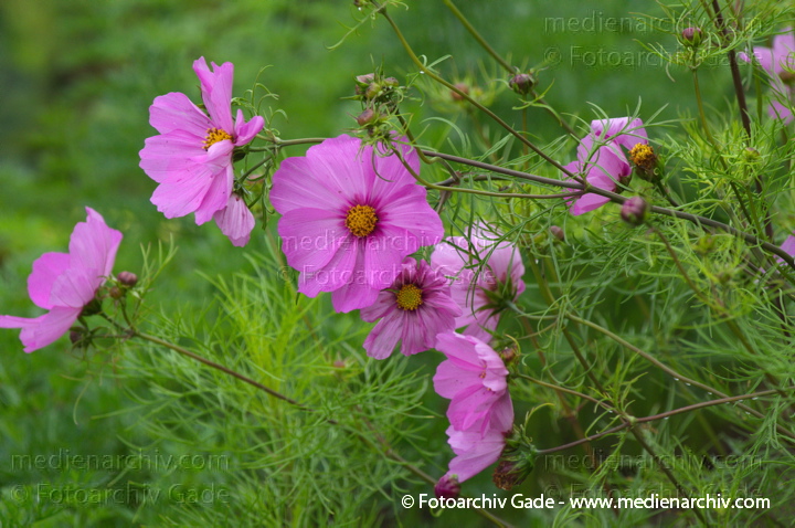 Schmuckkörbchen (Cosmos bipinnatus Syn.)
3.  7. 2011. Mecklenburg-Vorpommern. Carwitz. Flora. Pflanzen.
Schlüsselwörter: 2011;Blüte;Carwitz;Cosmea;Cosmos bipinnatus Syn.;Flora;Mecklenburg-Vorpommern;Natur;Pflanzen;plants;Schmuckkörbchen