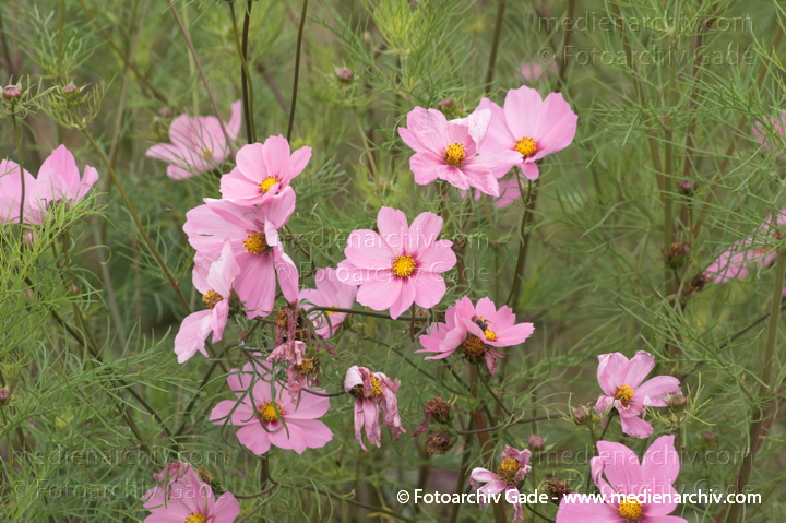 Schmuckkörbchen (Cosmos bipinnatus)
10.  7. 2011. Mecklenburg-Vorpommern. Carwitz. Flora. Pflanzen. Schmuckkörbchen (Cosmos bipinnatus)
Schlüsselwörter: 2011;Blüte;Carwitz;Cosmea;Cosmos bipinnatus;Cosmos bipinnatus Syn.;Flora;Mecklenburg-Vorpommern;Natur;Pflanzen;plants;Schmuckkörbchen