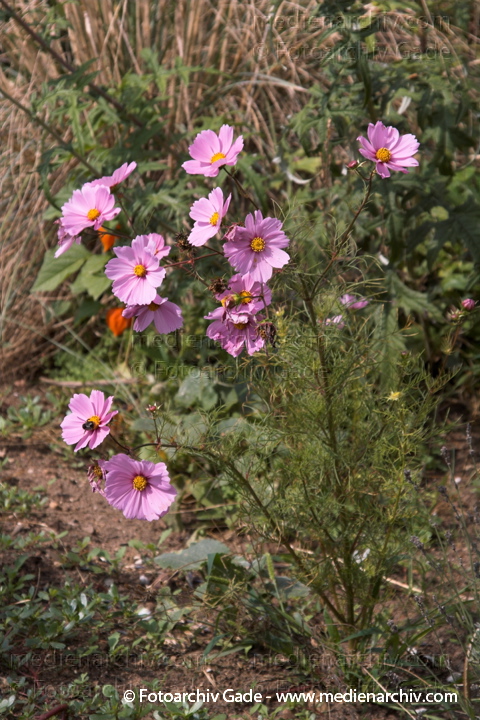 Schmuckkörbchen. Cosmos bipinnatus
21.  8. 2006. Mecklenburg-Vorpommern. Carwitz. Flora. Pflanzen. Schmuckkörbchen. Cosmos bipinnatus
Schlüsselwörter: 2006;Cosmos bipinnatus;Flora;Natur;Pflanzen;plants;Schmuckkörbchen