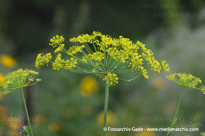 Dill, Dille oder Gurkenkraut (Anethum graveolens)
3.  7. 2011. Mecklenburg-Vorpommern. Carwitz. Flora. Pflanzen. Dill, Dille oder Gurkenkraut (Anethum graveolens)
Schlüsselwörter: 2011;Anethum graveolens;Blüte;Carwitz;Dill;Flora;Gurkenkraut;Mecklenburg-Vorpommern;Natur;Pflanzen;plants