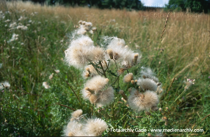 Acker-Kratzdistel. Cirsium avense
Mai 1995.  Mecklenburg-Vorpommern. Feldberger Seengebiet. Flora. Pflanzen.  Acker-Kratzdistel (Cirsium avense).   Korbblütler (Asteraceae)
Schlüsselwörter: 1995;Bohnenwerder;Feldberg;Flora;Mecklenburg-Vorpommern;Pflanzen;plants