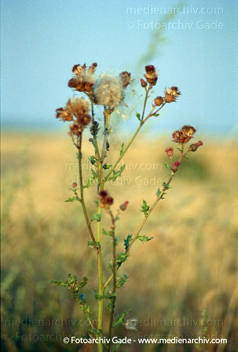 Getreide. Distel am Feldrand. Flora
August 1999.  Brandenburg. Landschaft. Getreide. Distel am Feldrand. Flora Pflanzen.
Schlüsselwörter: 1999;Brandenburg;Distel;Felder;Flora;Pflanzen;plants;Uckermark