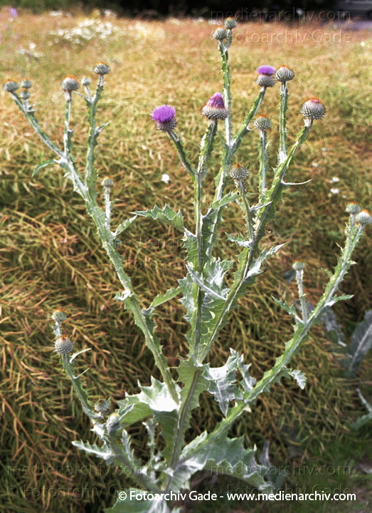 Gewöhnliche Eselsdistel. Onopordum acanthium
Juli 2001.  Mecklenburg-Vorpommern. Fischland. Flora. Pflanzen.  Gewöhnliche Eselsdistel (Onopordum acanthium).   Korbblütler (Asteraceae)
Schlüsselwörter: 2001;Bodengewächs;Carduus crispus;Distel;Flora;Mecklenburg-Vorpommern;Pflanzen;plants