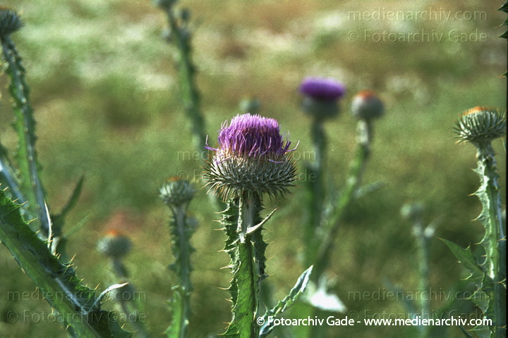 Gewöhnliche Eselsdistel. Onopordum acanthium
Juli 2001.  Mecklenburg-Vorpommern. Fischland. Flora. Pflanzen.  Gewöhnliche Eselsdistel (Onopordum acanthium).   Korbblütler (Asteraceae)
Schlüsselwörter: 2001;Bodengewächs;Distel;Flora;Mecklenburg-Vorpommern;Pflanzen;plants