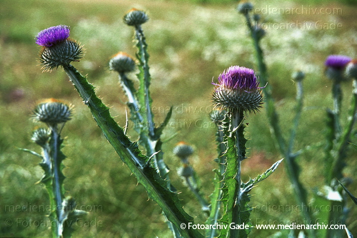 Gewöhnliche Eselsdistel. Onopordum acanthium
Juli 2001.  Mecklenburg-Vorpommern. Fischland. Flora. Pflanzen.  Gewöhnliche Eselsdistel (Onopordum acanthium).   Korbblütler (Asteraceae)
Schlüsselwörter: 2001;Carduus crispus;Distel;Flora;Mecklenburg-Vorpommern;Pflanzen;plants