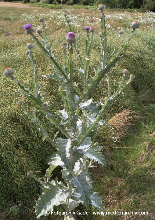 Eselsdistel. Onopordum acanthium
Juli 2001.  Mecklenburg-Vorpommern. Fischland. Flora. Pflanzen.  Gewöhnliche Eselsdistel (Onopordum acanthium).   Korbblütler (Asteraceae)
Schlüsselwörter: 2001;Bodengewächs;Distel;Flora;Mecklenburg-Vorpommern;Pflanzen;plants