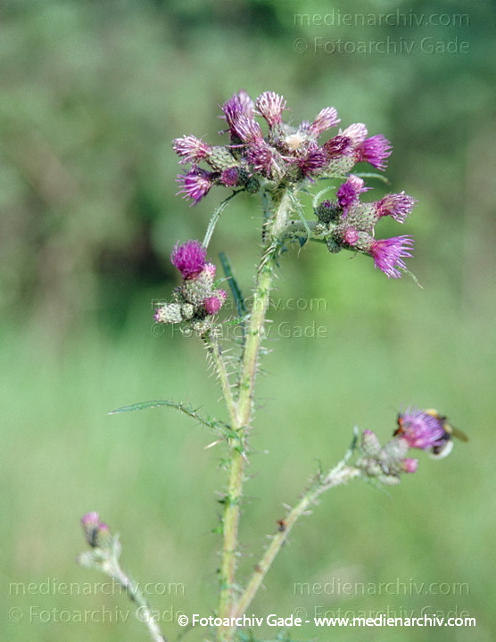 Sumpf-Kratzdistel. Cirsium palustre
Juli 2001.  Mecklenburg-Vorpommern. Fischland. Ostseeküste. Flora. Pflanzen. Sumpf-Kratzdistel (Cirsium palustre).   Korbblütler (Asteraceae).
Schlüsselwörter: 2001;Darß;Fischland;Flora;Mecklenburg-Vorpommern;Natur;Pflanzen;plants
