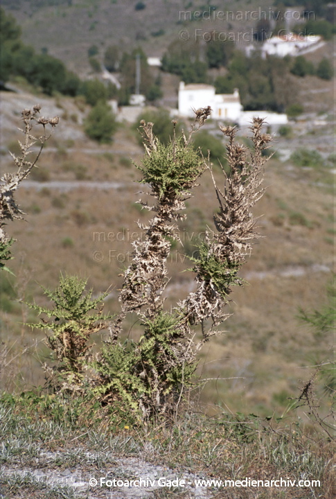 Pflanze. Distel
Februar 2002.  Spanien. Andalusien. Flora. Pflanzen. Distel
Schlüsselwörter: 2002;Blüte;Distel;Flora;Natur;Pflanzen;plants;Spanien