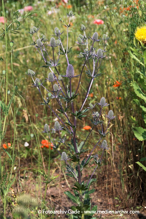 Mannstreu (Eryngium)
2.  7. 2010. Mecklenburg-Vorpommern. Carwitz. Flora. Pflanzen. Mannstreu (Eryngium)  distelähnliche Pflanze
Schlüsselwörter: 2010;Carwitz;Eryngium;Feldberger Seenlandschaft;Flora;Mannstreu;Mecklenburg-Vorpommern;Natur;Pflanzen;plants