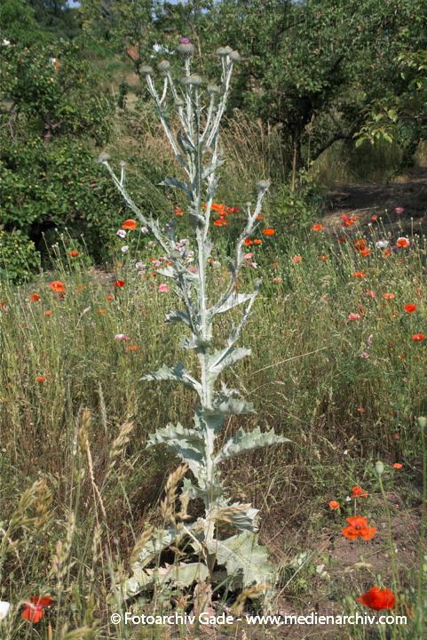 Disteln
2.  7. 2010. Mecklenburg-Vorpommern. Carwitz. Flora. Pflanzen. Disteln
Schlüsselwörter: 2010;Carwitz;Disteln;Feldberger Seenlandschaft;Flora;Mecklenburg-Vorpommern;Pflanzen;plants