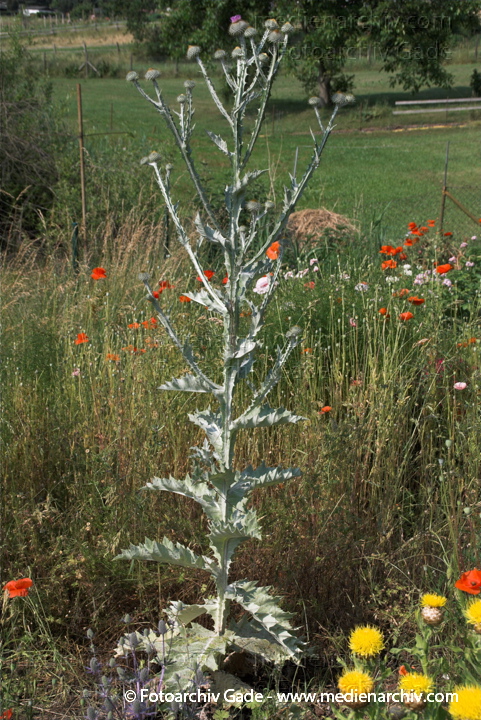 Disteln
2.  7. 2010. Mecklenburg-Vorpommern. Carwitz. Flora. Pflanzen. Disteln
Schlüsselwörter: 2010;Carwitz;Disteln;Feldberger Seenlandschaft;Flora;Mecklenburg-Vorpommern;Pflanzen;plants