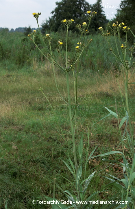 Pflanzen Doldiges Habichtskraut. Hieracium umbellatum
19.  7. 2009. Brandenburg. Linum. Flora. Pflanzen. Blüten. Doldiges Habichtskraut (Hieracium umbellatum) Familie  Korbblütler (Asteraceae)
Schlüsselwörter: 2009;Blüte;Brandenburg;Doldiges Habichtskraut;Flora;Hieracium umbellatum;Linum;Natur;Pflanzen;plants