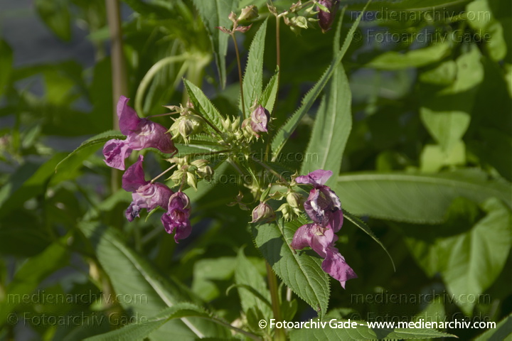 Drüsiges Springkraut.
31.  7. 2010. Berlin. Drüsiges Springkraut (Impatiens glandulifera), auch Indisches Springkraut, Rotes Springkraut, Emscherorchidee oder Wupperorchidee
Schlüsselwörter: 2010;Berlin;Drüsiges Springkraut;Emscherorchidee;Flora;Impatiens glandulifera;Indisches Springkraut;Natur;Pflanzen;plants;Rotes Springkraut;Tegel;Wupperorchidee