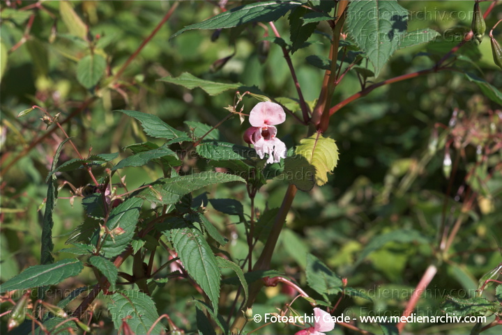 Drüsiges Springkraut. Impatiens glandulifers
10.  10. 2010. Berlin. Flora. Pflanzen. Drüsiges Springkraut. (Impatiens glandulifera) Balsaminengewächse (Balsaminaceae)
Schlüsselwörter: 2010;Balsaminaceae;Balsaminengewächse;Berlin;Drüsiges Springkraut;Flora;Impatiens glandulifera;Pflanzen;plants;Springkraut