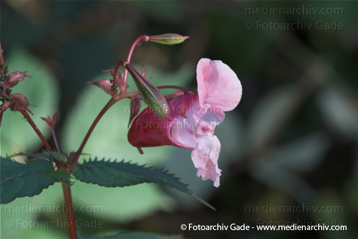 Drüsiges Springkraut. Impatiens glandulifers
10.  10. 2010. Berlin. Flora. Pflanzen. Drüsiges Springkraut. (Impatiens glandulifera) Balsaminengewächse (Balsaminaceae)
Schlüsselwörter: 2010;Balsaminaceae;Balsaminengewächse;Berlin;Drüsiges Springkraut;Flora;Impatiens glandulifera;Pflanzen;plants;Springkraut